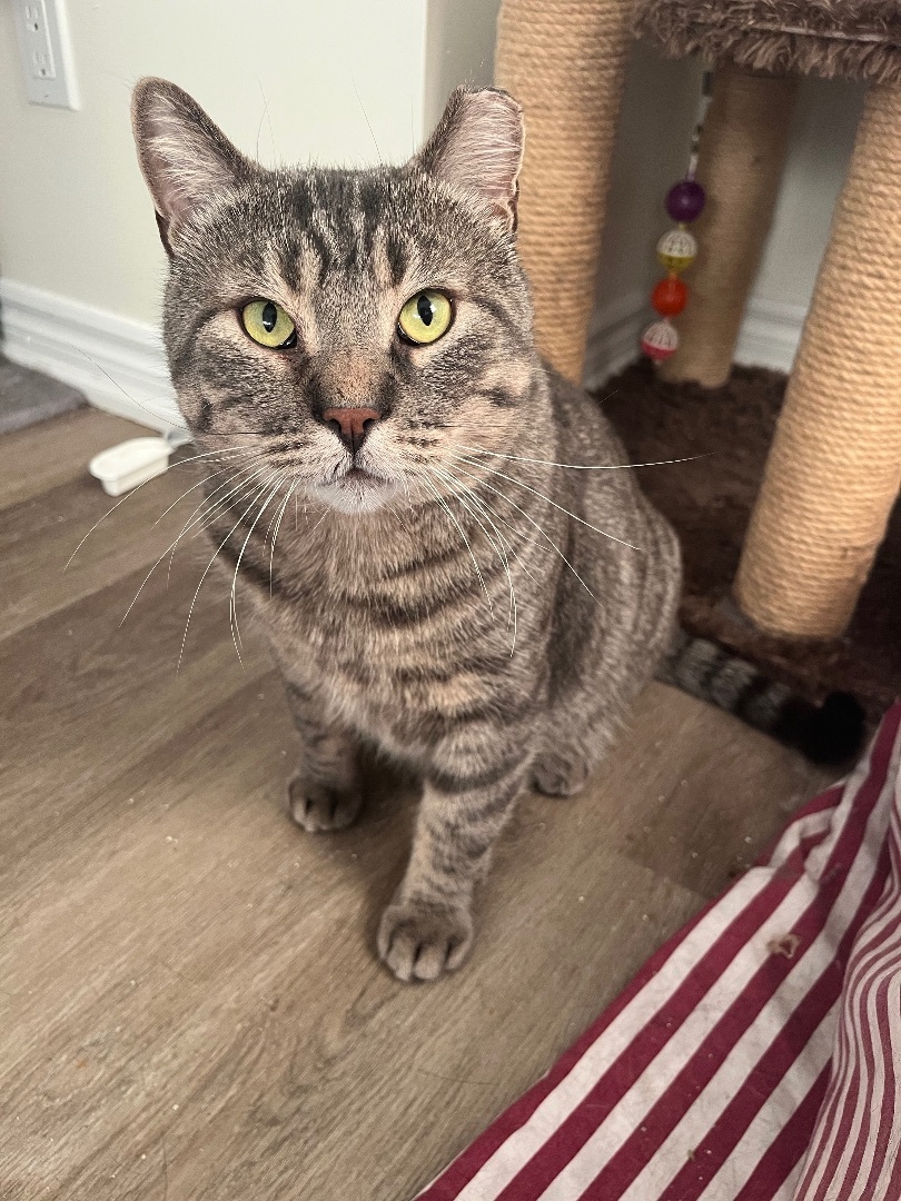 Amos, Adopted, Adult Male American Shorthair.