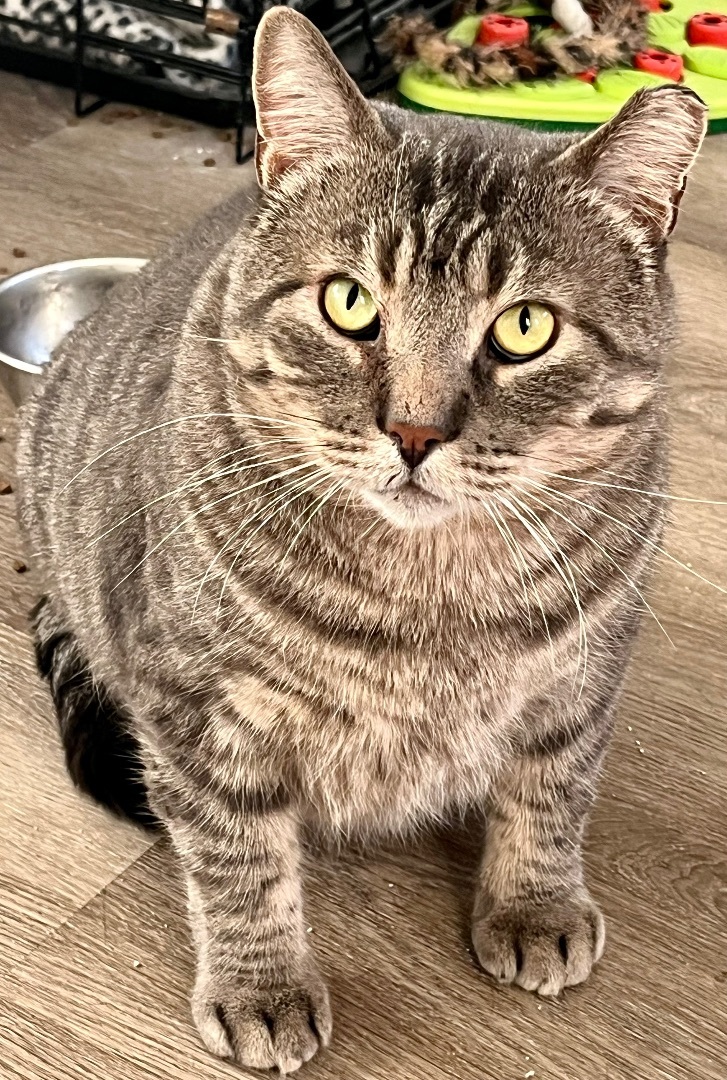 Enlarge Amos, a Adopted American Shorthair in Hamilton, ON image 2/5