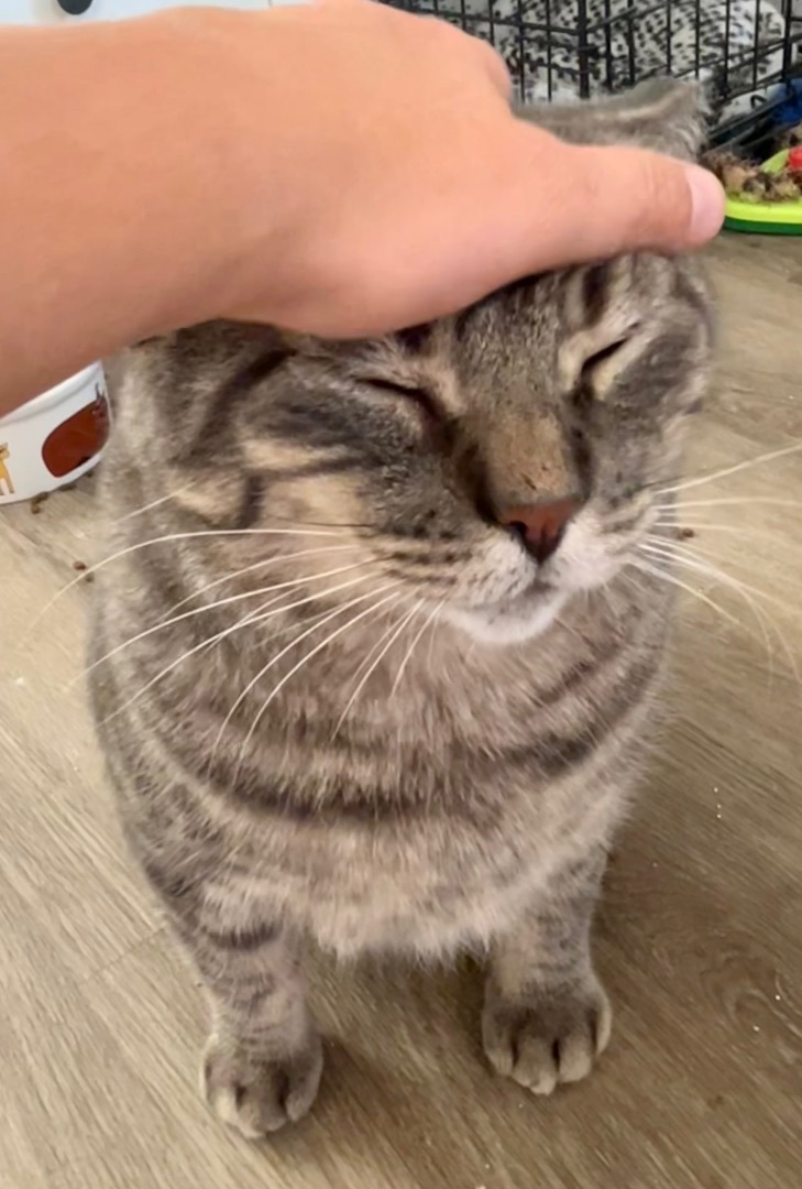 Enlarge Amos, a Adopted American Shorthair in Hamilton, ON image 3/5