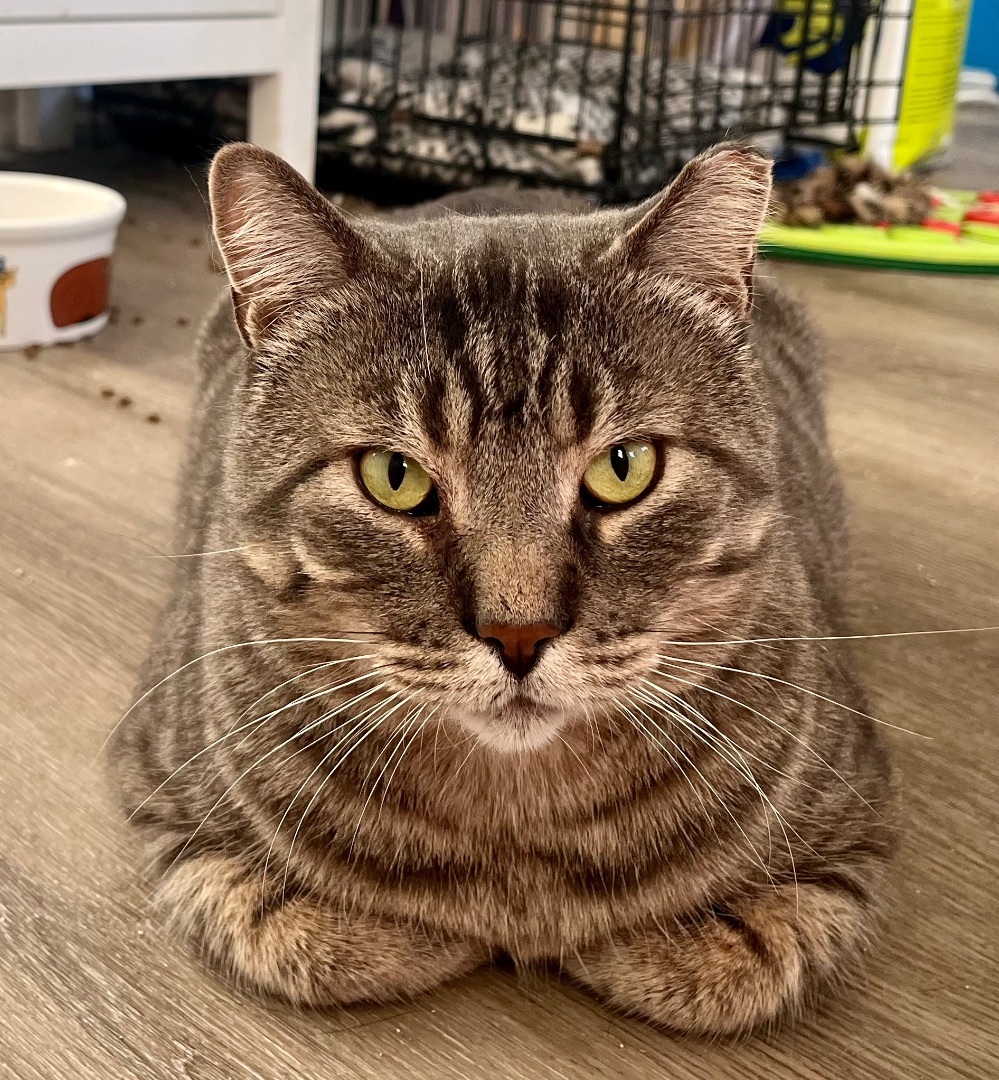 Enlarge Amos, a Adopted American Shorthair in Hamilton, ON image 4/5