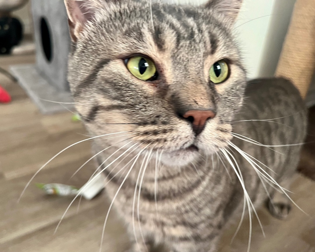 Enlarge Amos, a Adopted American Shorthair in Hamilton, ON image 5/5