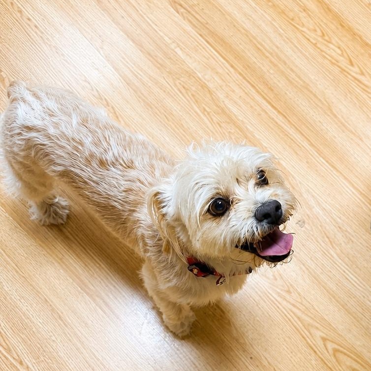 Soul, an adoptable mixed breed in Mount Prospect, IL image 3/6