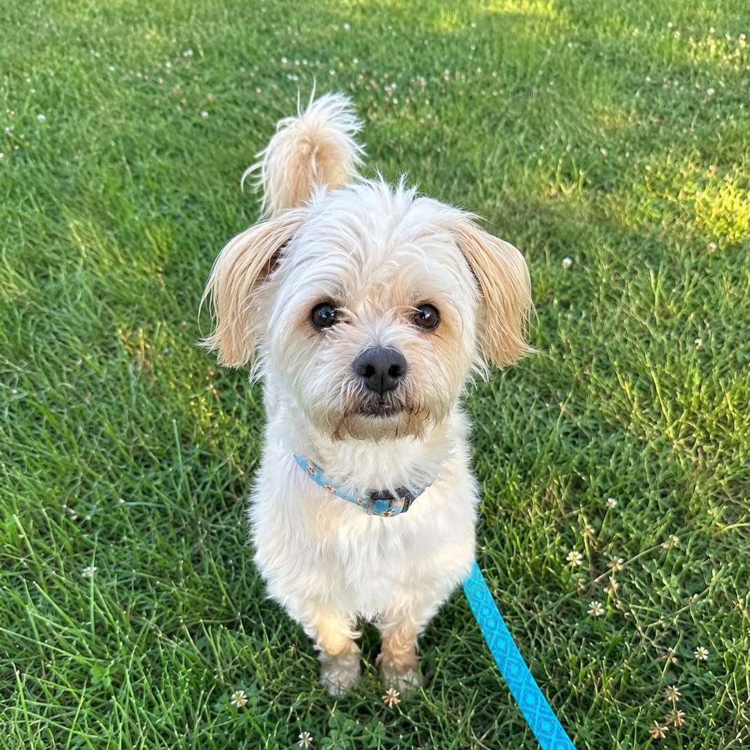 Soul, adoptable, Adult Male Shih Tzu & Maltese.