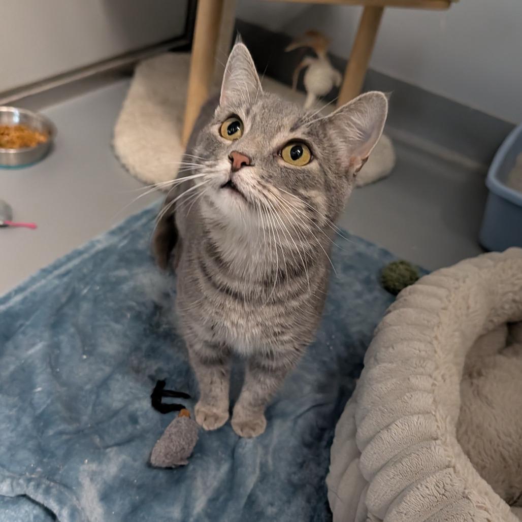 Grace, a ADOPTABLE Domestic Short Hair in Cape Girardeau, MO image 3/3