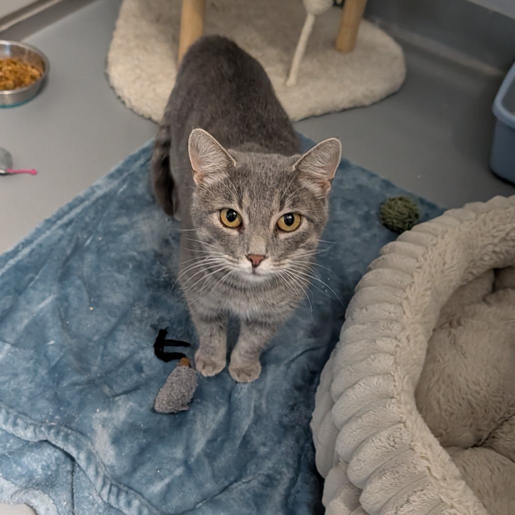 Grace, a ADOPTABLE Domestic Short Hair in Cape Girardeau, MO image 2/3