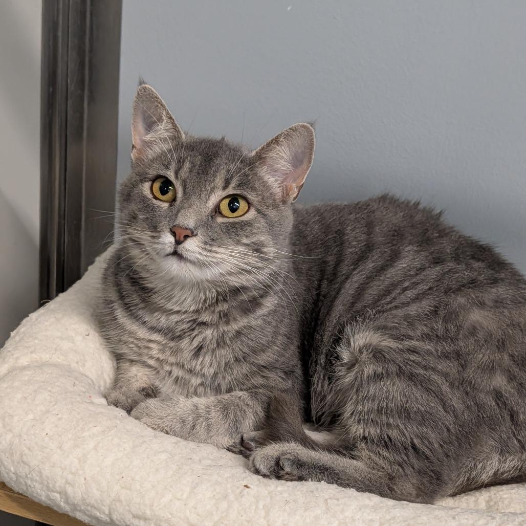 Grace, ADOPTABLE, Adult Female Domestic Short Hair.