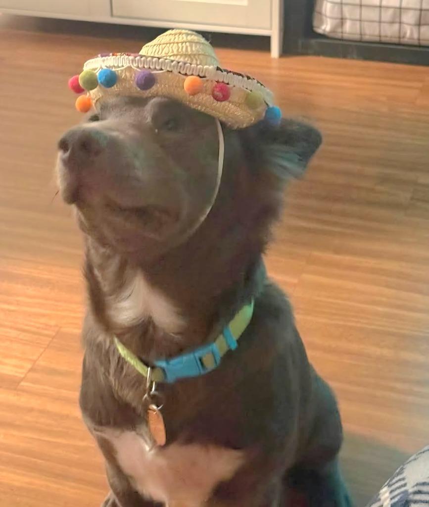Scout, Adoptable, Young Male Australian Kelpie.