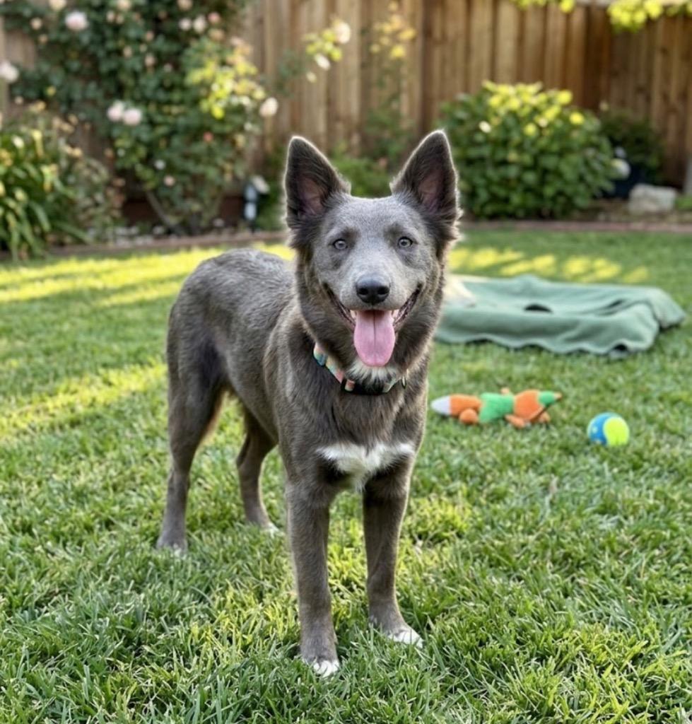 Enlarge Scout, a Adoptable Australian Kelpie in St. Augustine, FL image 2/2