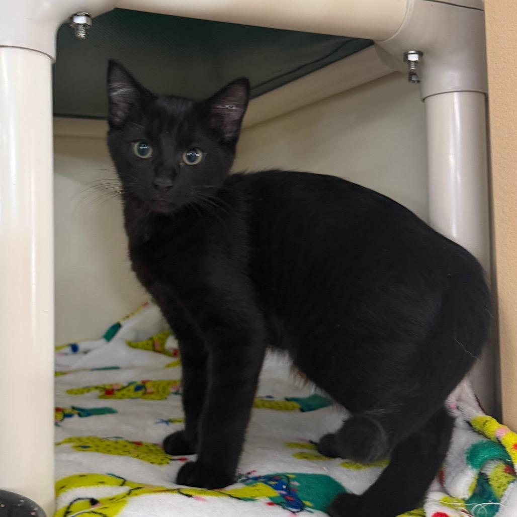 Catticus, Adoptable, Kitten Male Domestic Short Hair.
