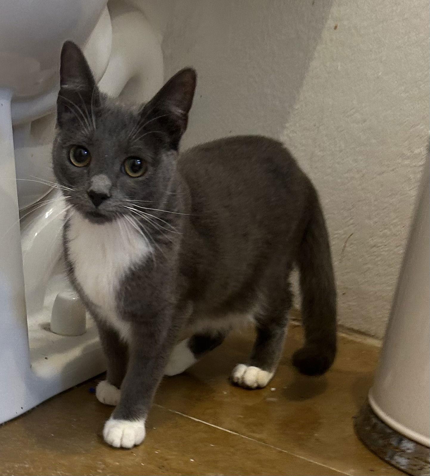 Sophie -Napa Petco, Adoptable, Kitten Female Tuxedo & Domestic Medium Hair.