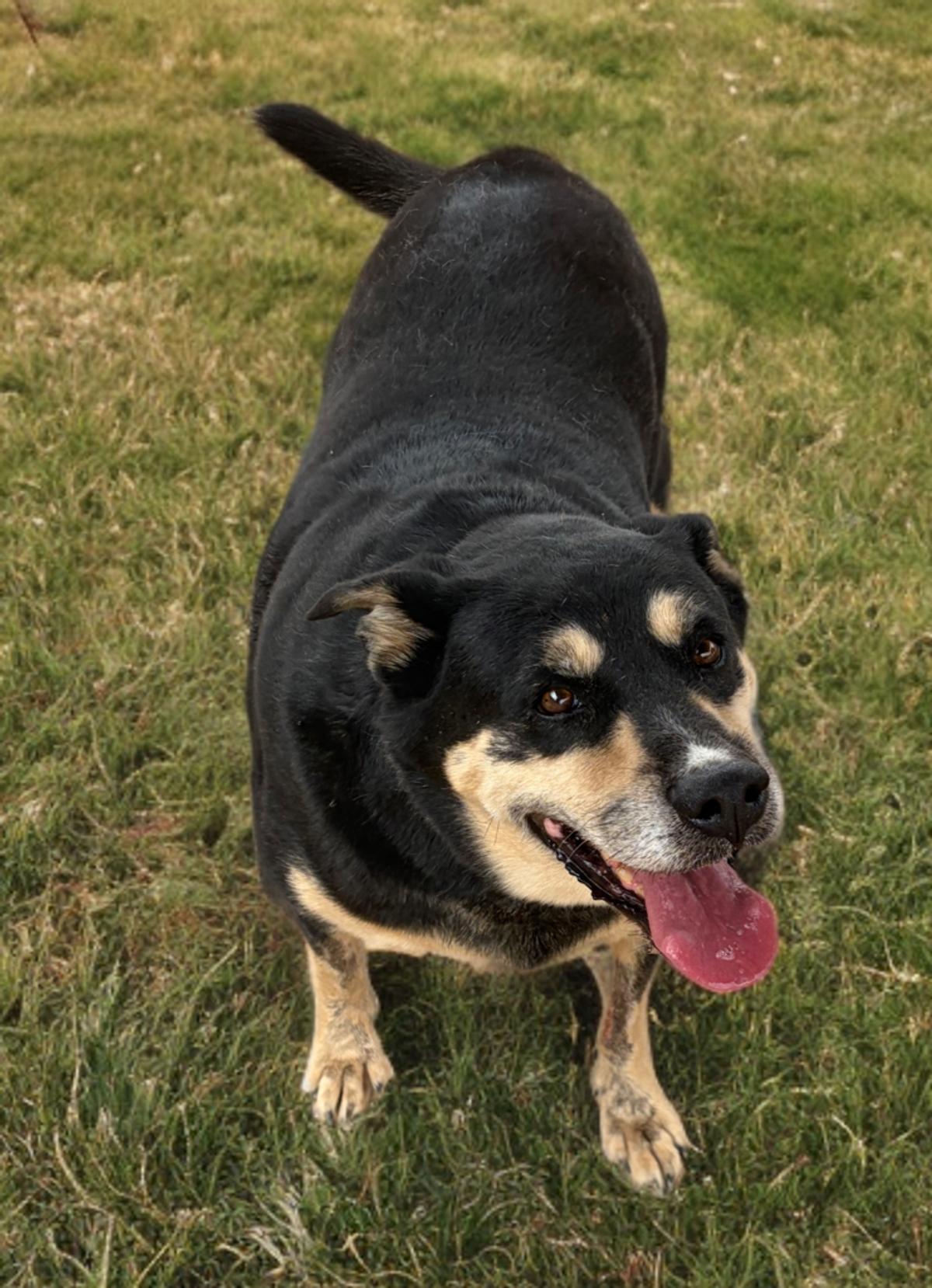 Blackberry/bear, Adoptable, Adult Male Shepherd.