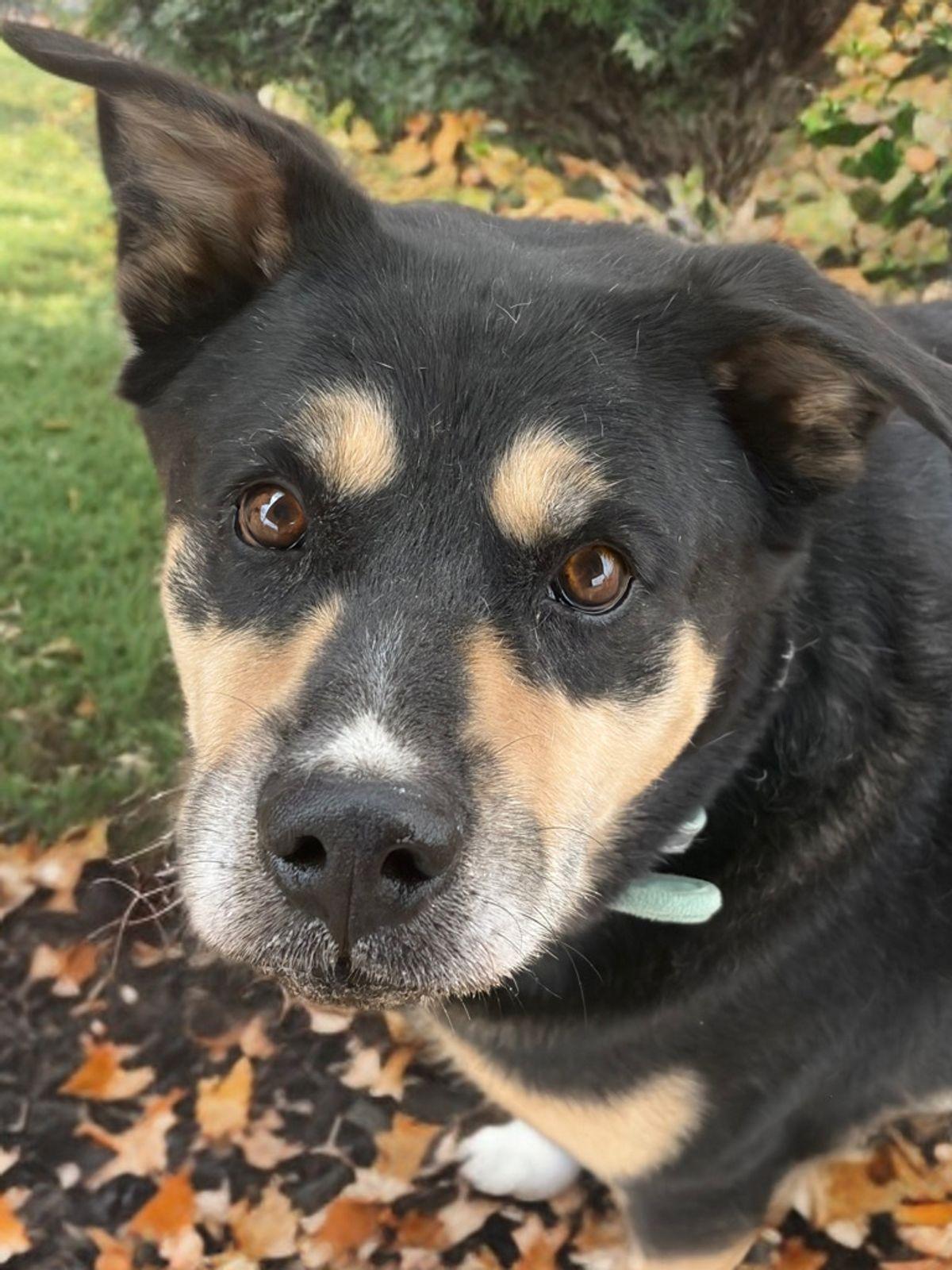 Enlarge Blackberry/bear, a Adoptable Shepherd in Kingman, AZ image 2/3