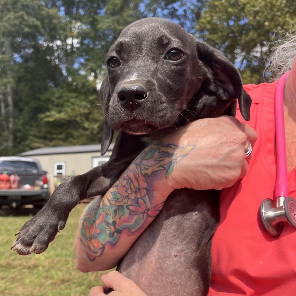 Pokemon Pup 3, Adoptable, Puppy Female Plott Hound.