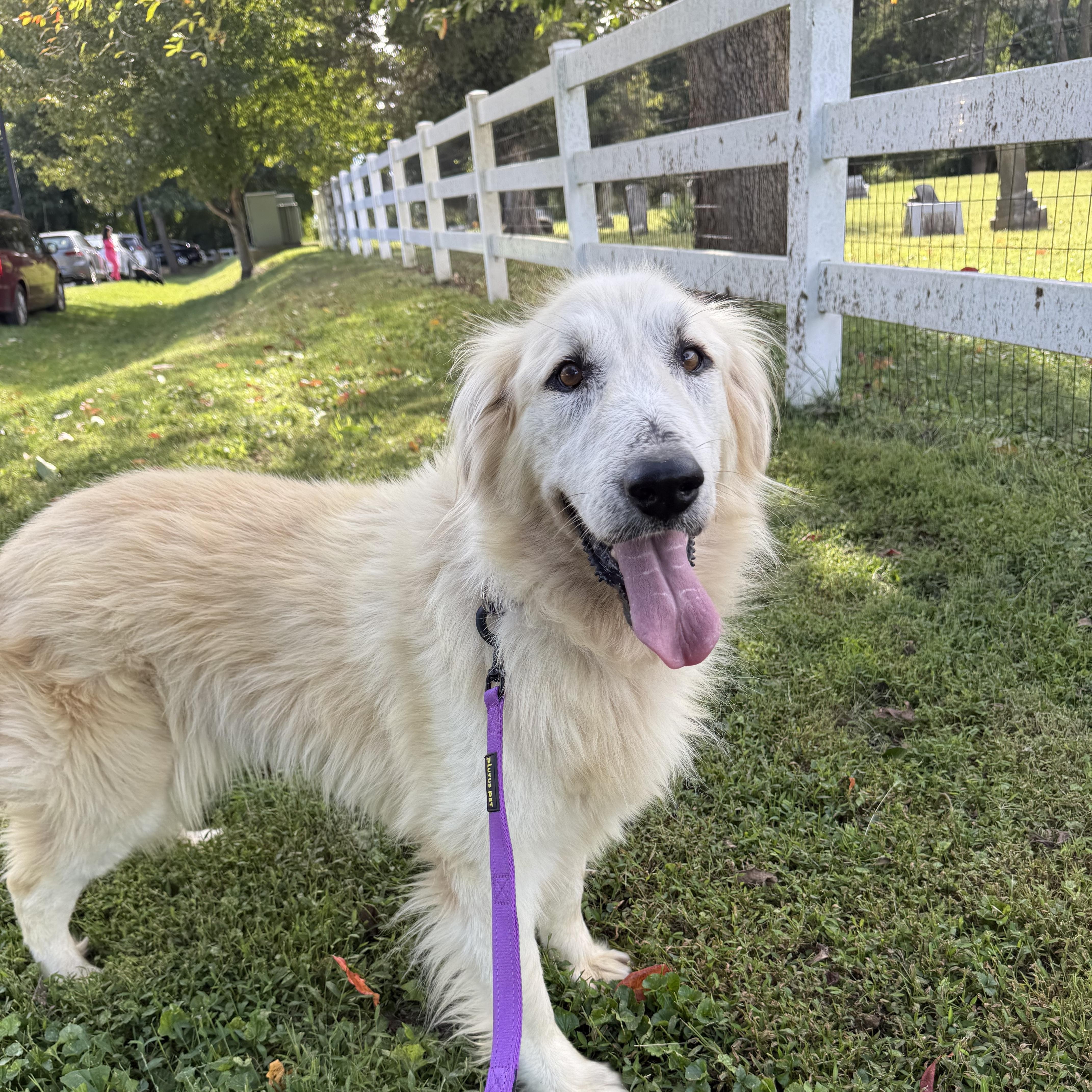 Enlarge Portia, a Adoptable mixed breed in Easton, PA image 3/6