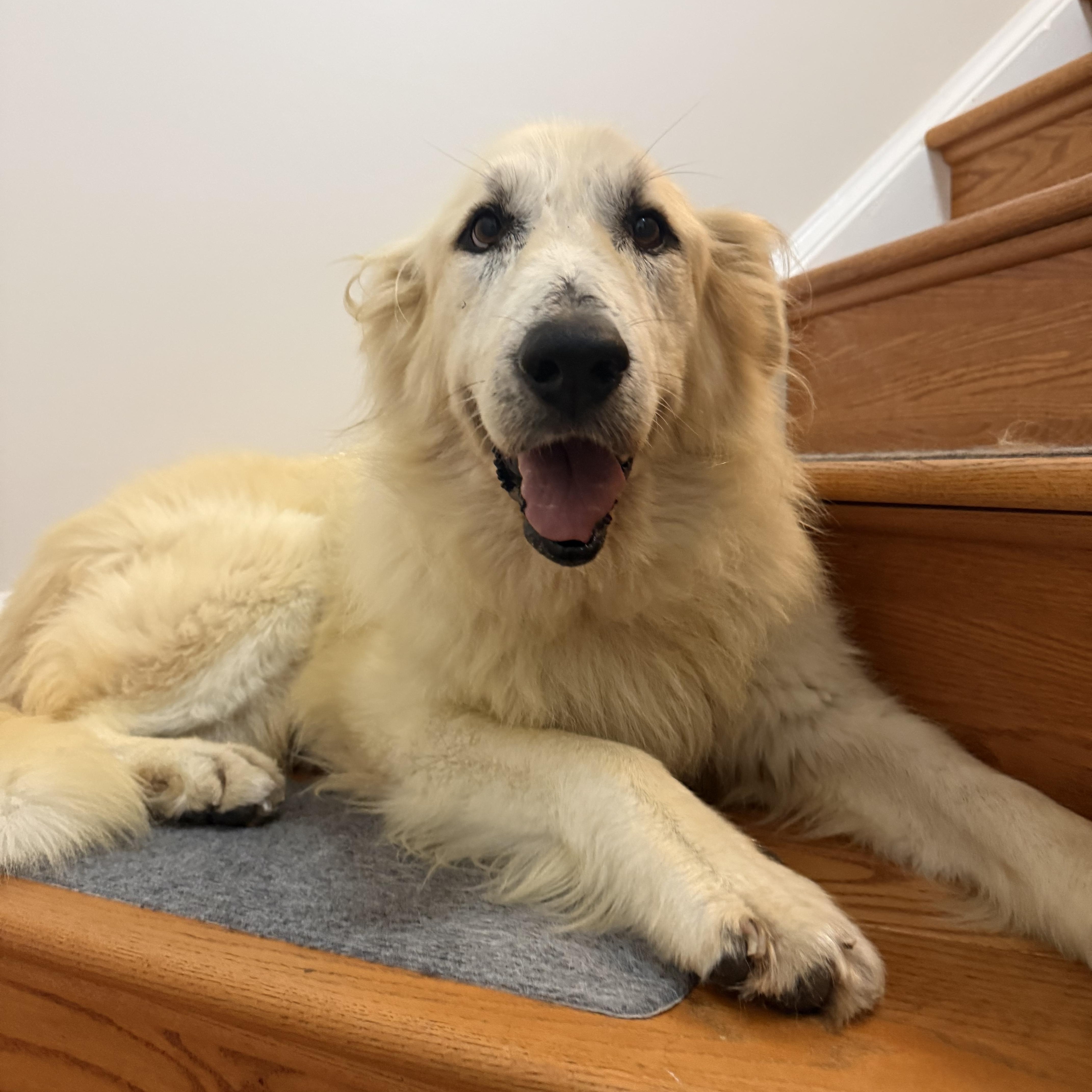 Enlarge Portia, a Adoptable mixed breed in Easton, PA image 2/6