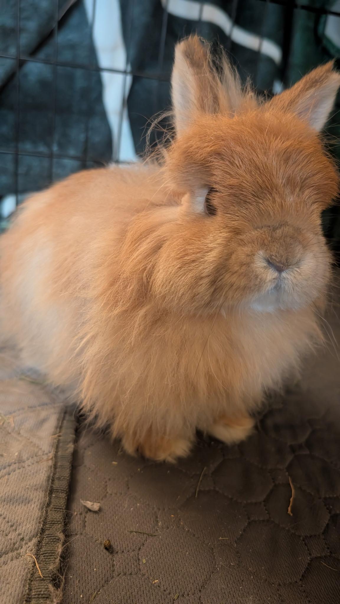 Enlarge Victoria , a ADOPTABLE Jersey Wooly in Howell, NJ image 2/4