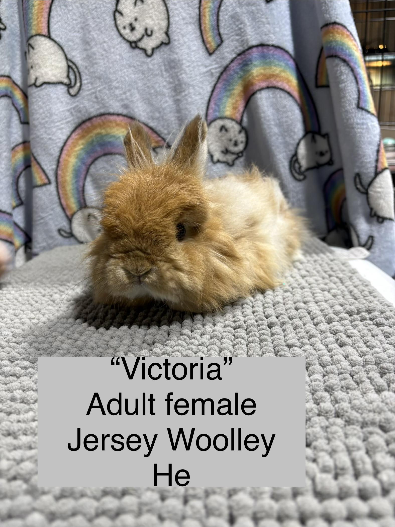 Victoria , ADOPTABLE, Adult Female Jersey Wooly.
