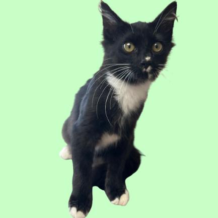 Enlarge Spatula, a Adoptable Domestic Medium Hair in Tuscaloosa, AL image 1/1