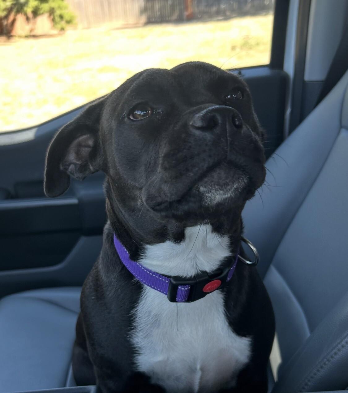 Enlarge POPPIE PORKCHOP, a Adoptable mixed breed in lawton, OK image 1/6