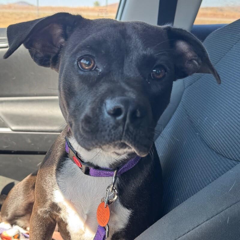 Enlarge POPPIE PORKCHOP, a Adoptable mixed breed in lawton, OK image 2/6