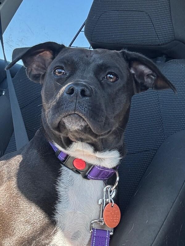 Enlarge POPPIE PORKCHOP, a Adoptable mixed breed in lawton, OK image 4/6