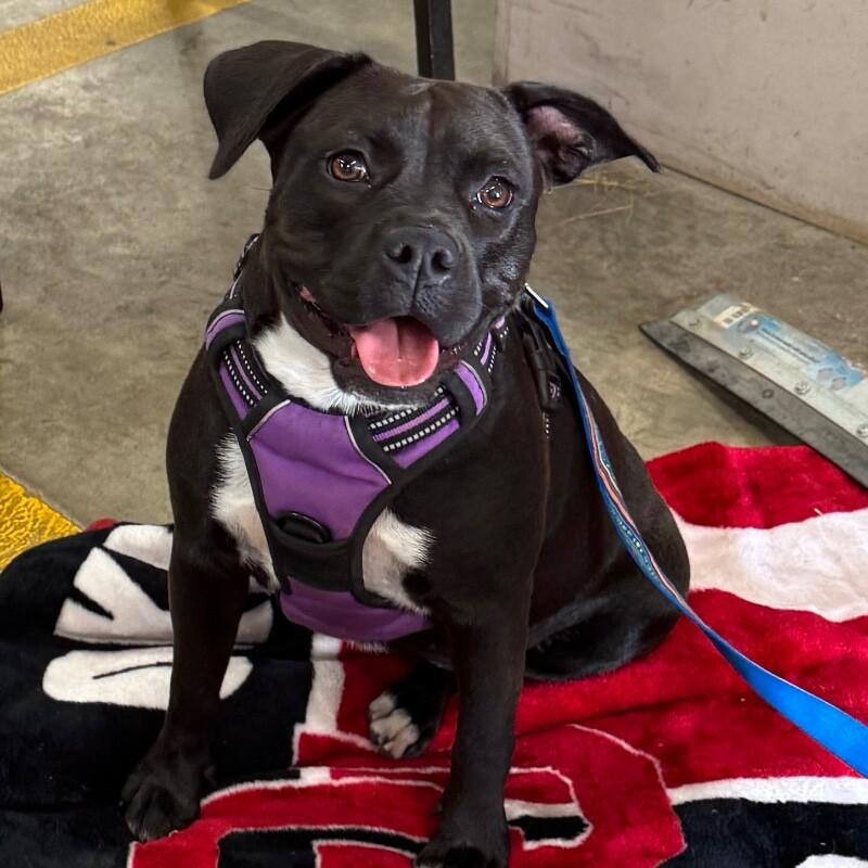 Enlarge POPPIE PORKCHOP, a Adoptable mixed breed in lawton, OK image 5/6