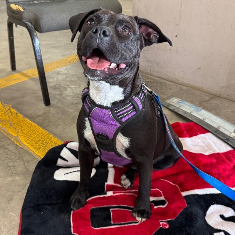 Enlarge POPPIE PORKCHOP, a Adoptable mixed breed in lawton, OK image 6/6