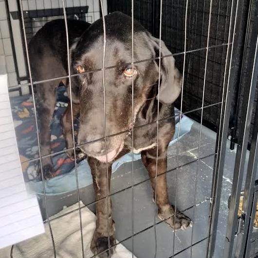 Bowie, Adoptable, Adult Male Bloodhound & Black Labrador Retriever.