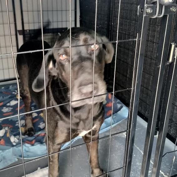 Enlarge Bowie, a Adoptable mixed breed in Brooksville, KY image 2/2