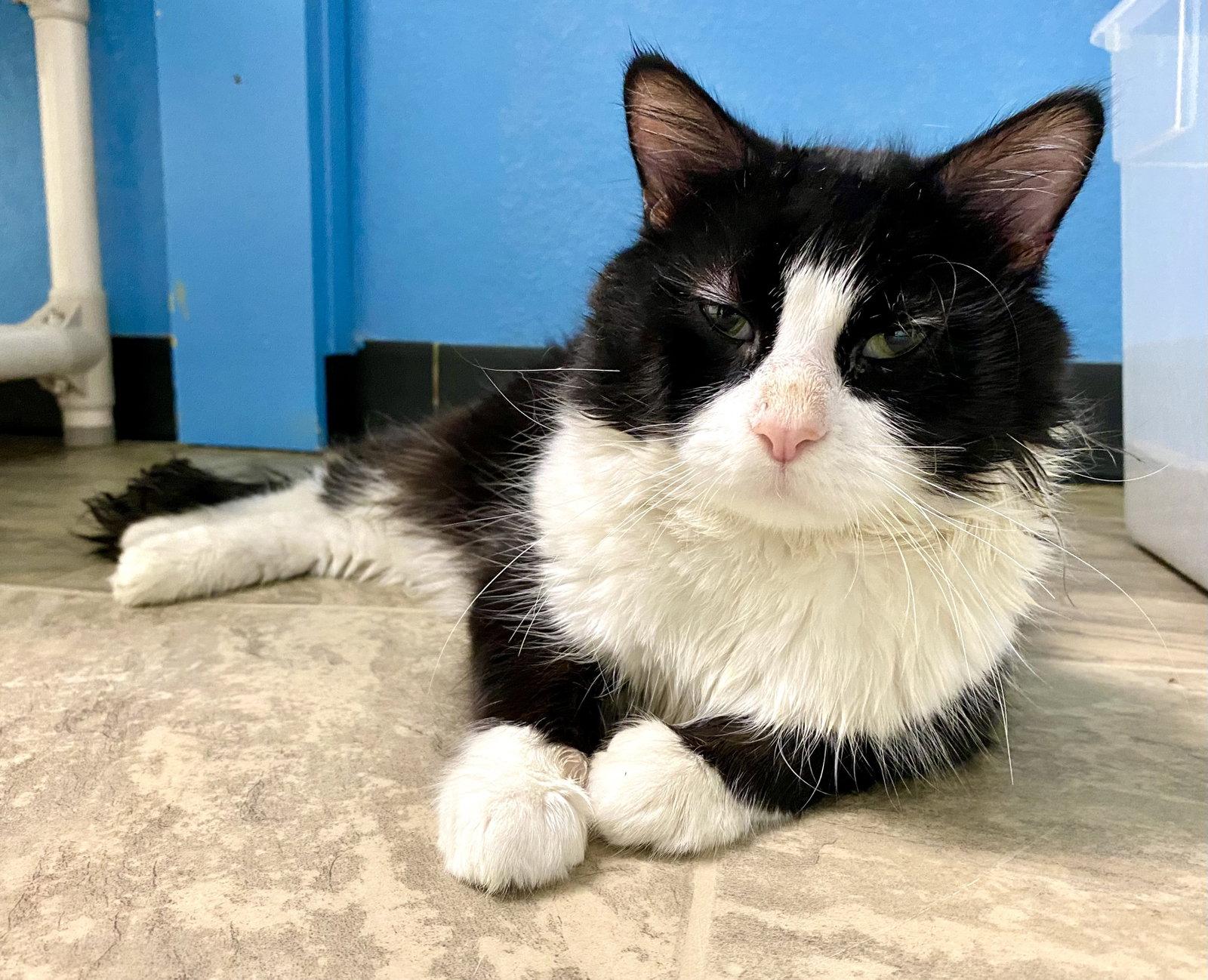 Ticket, Adoptable, Adult Male Domestic Medium Hair & Tuxedo.