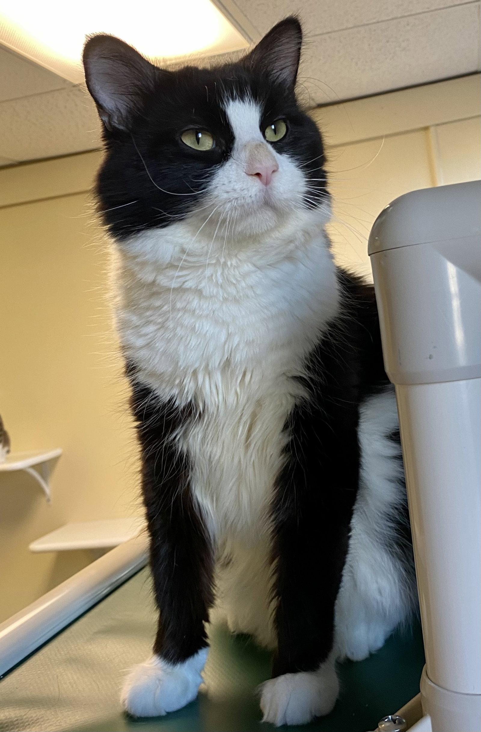 Enlarge Ticket, a Adoptable mixed breed in Fargo, ND image 2/2