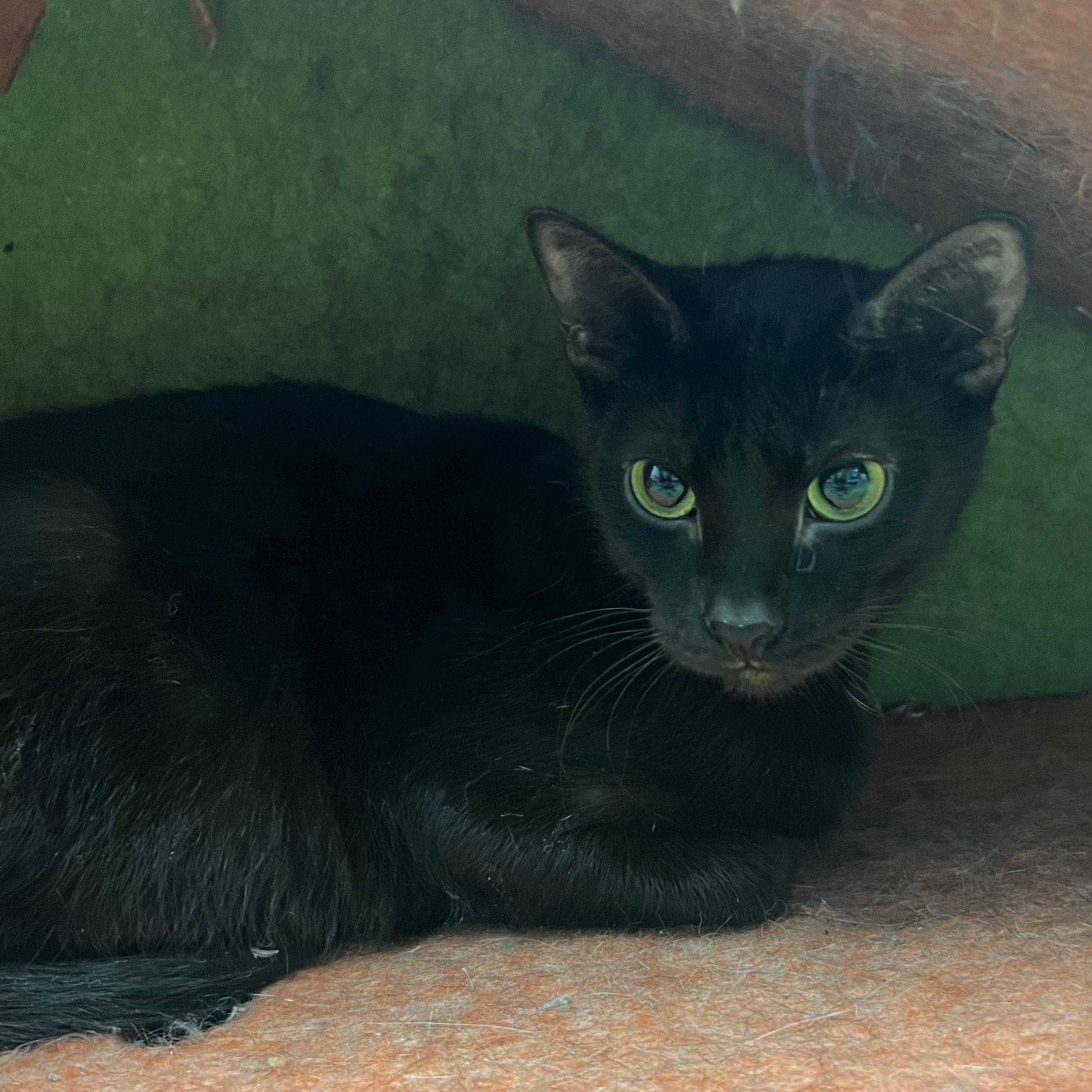 Enlarge Octavia, a ADOPTABLE Domestic Short Hair in Mount Pleasant, MI image 2/2