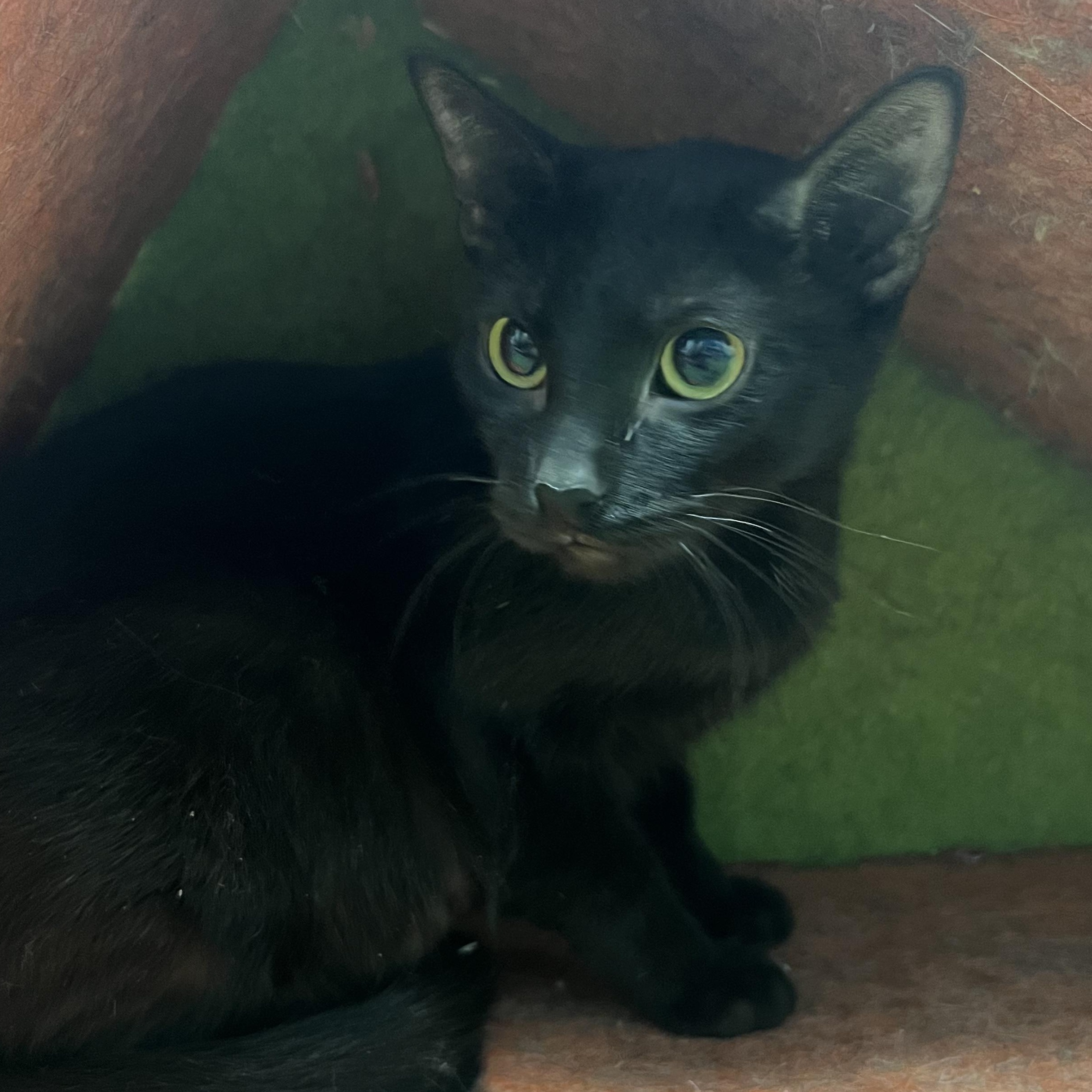 Octavia, ADOPTABLE, Adult Female Domestic Short Hair.