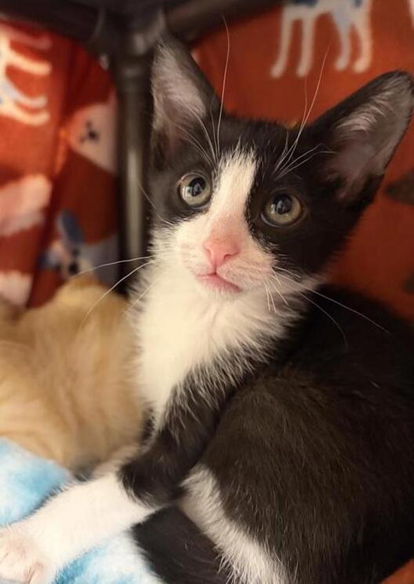 Walter, Adoptable, Kitten Male Domestic Short Hair.
