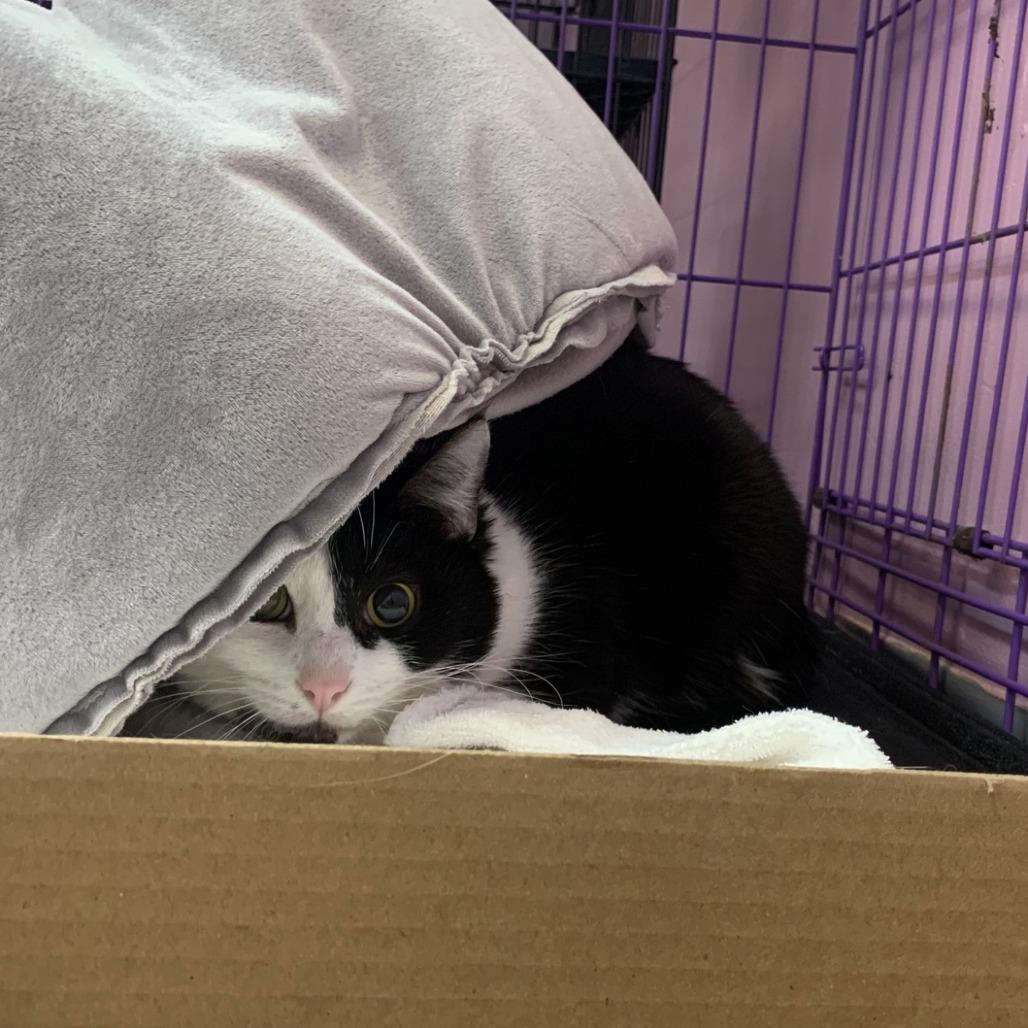 Floofy, Adoptable, Adult Male Domestic Short Hair.