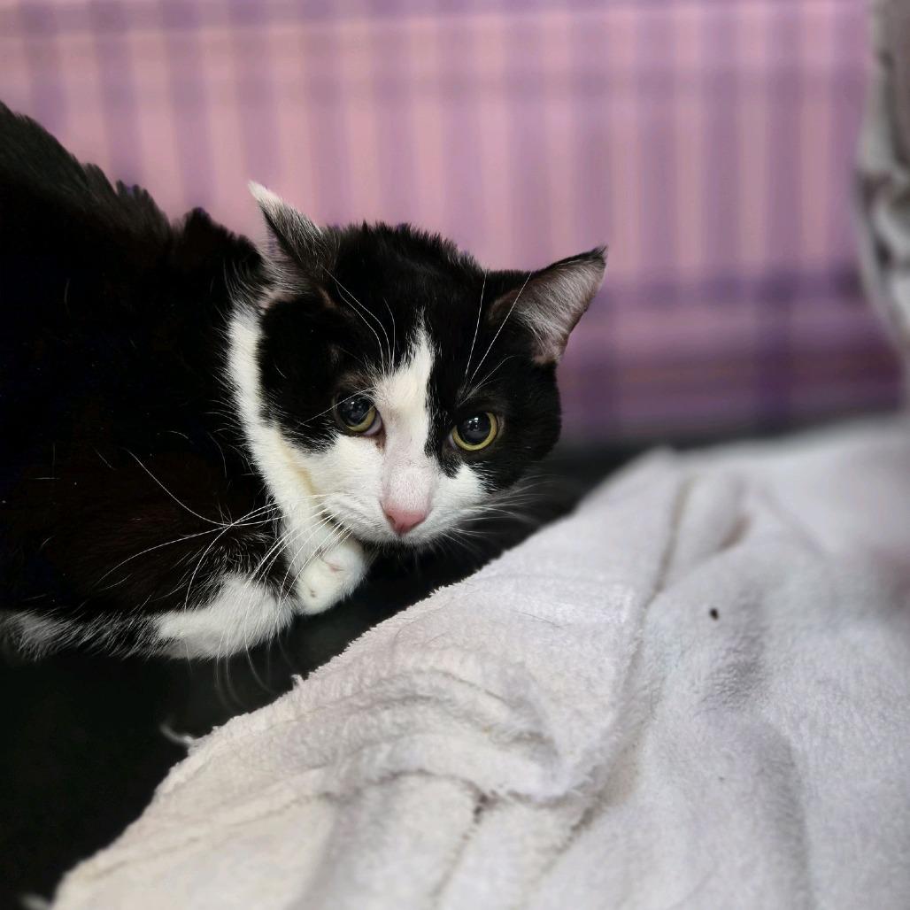 Floofy, a Adoptable Domestic Short Hair in Branson, MO image 2/2