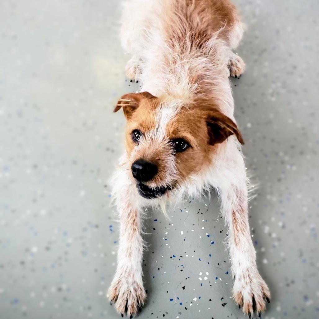 Maxwell, Adoptable, Adult Male Mixed Breed.