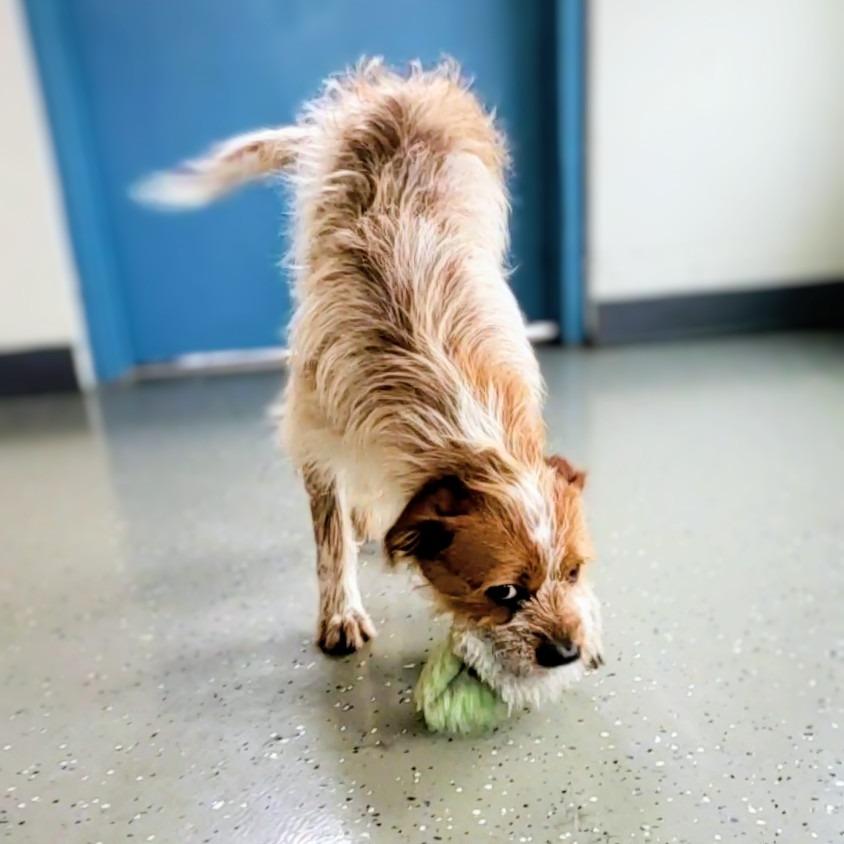 Enlarge Maxwell, a Adoptable Mixed Breed in Danville, KY image 2/4