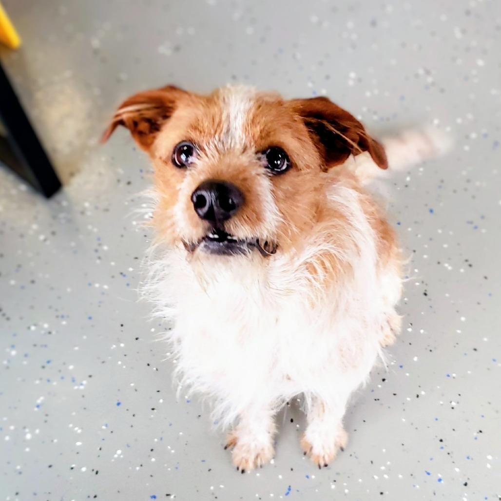 Enlarge Maxwell, a Adoptable Mixed Breed in Danville, KY image 3/4