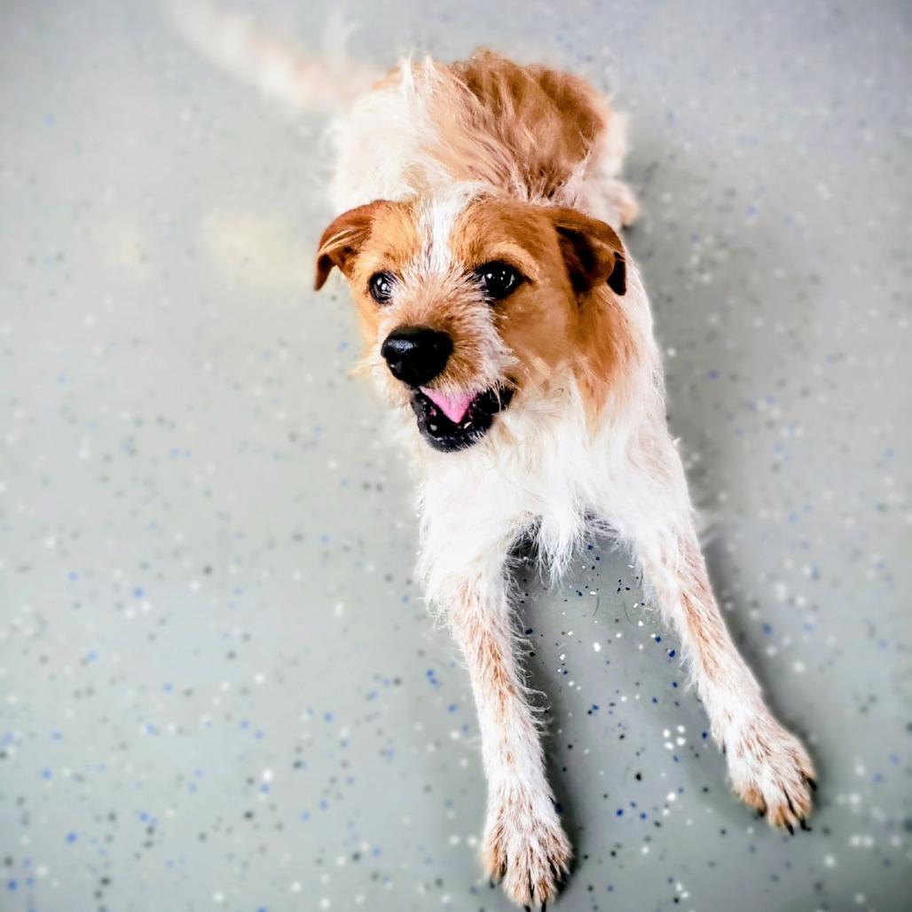 Enlarge Maxwell, a Adoptable Mixed Breed in Danville, KY image 4/4