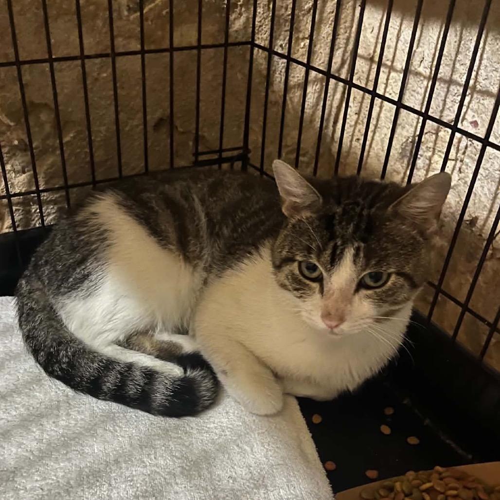 Tinker, Adoptable, Adult Male Domestic Short Hair.