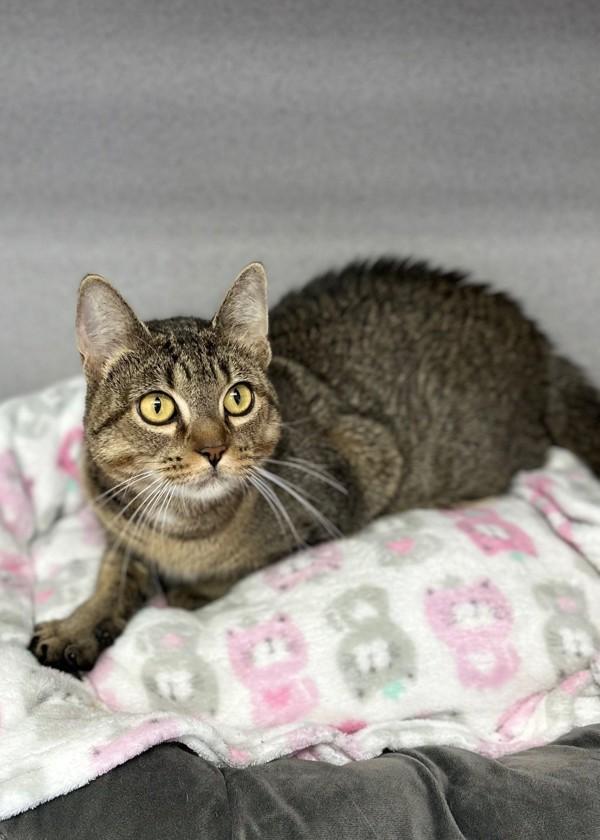 Peggy Sue, Adoptable, Adult Female Domestic Short Hair.