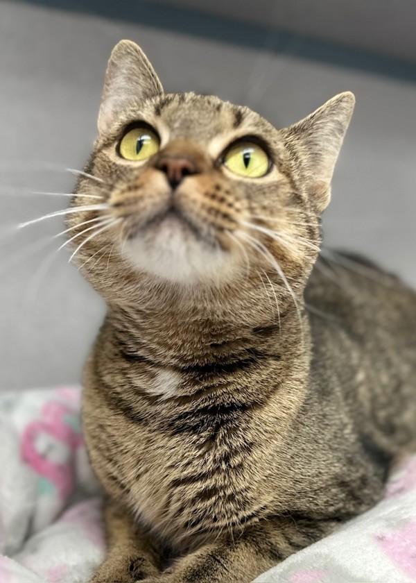 Enlarge Peggy Sue, a Adoptable mixed breed in Skillman, NJ image 2/3