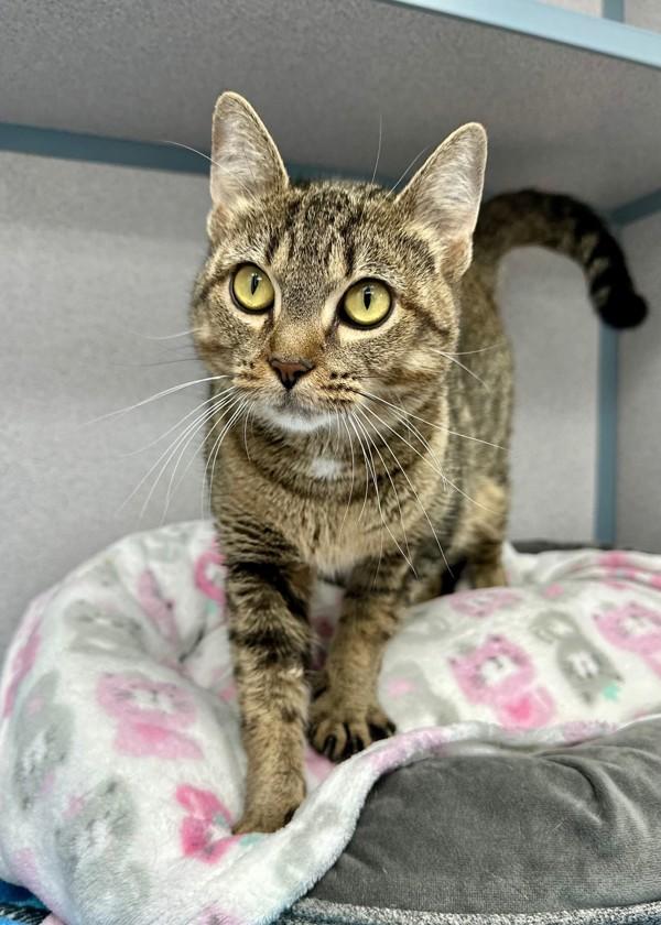 Enlarge Peggy Sue, a Adoptable mixed breed in Skillman, NJ image 3/3