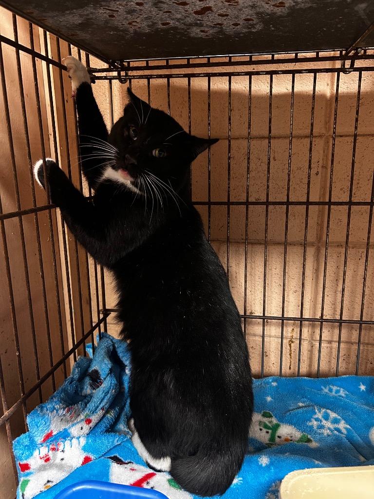 Steely, Adoptable, Young Male Domestic Short Hair.