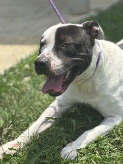 Bubbles, Adoptable, Adult Male Staffordshire Bull Terrier & Mixed Breed.
