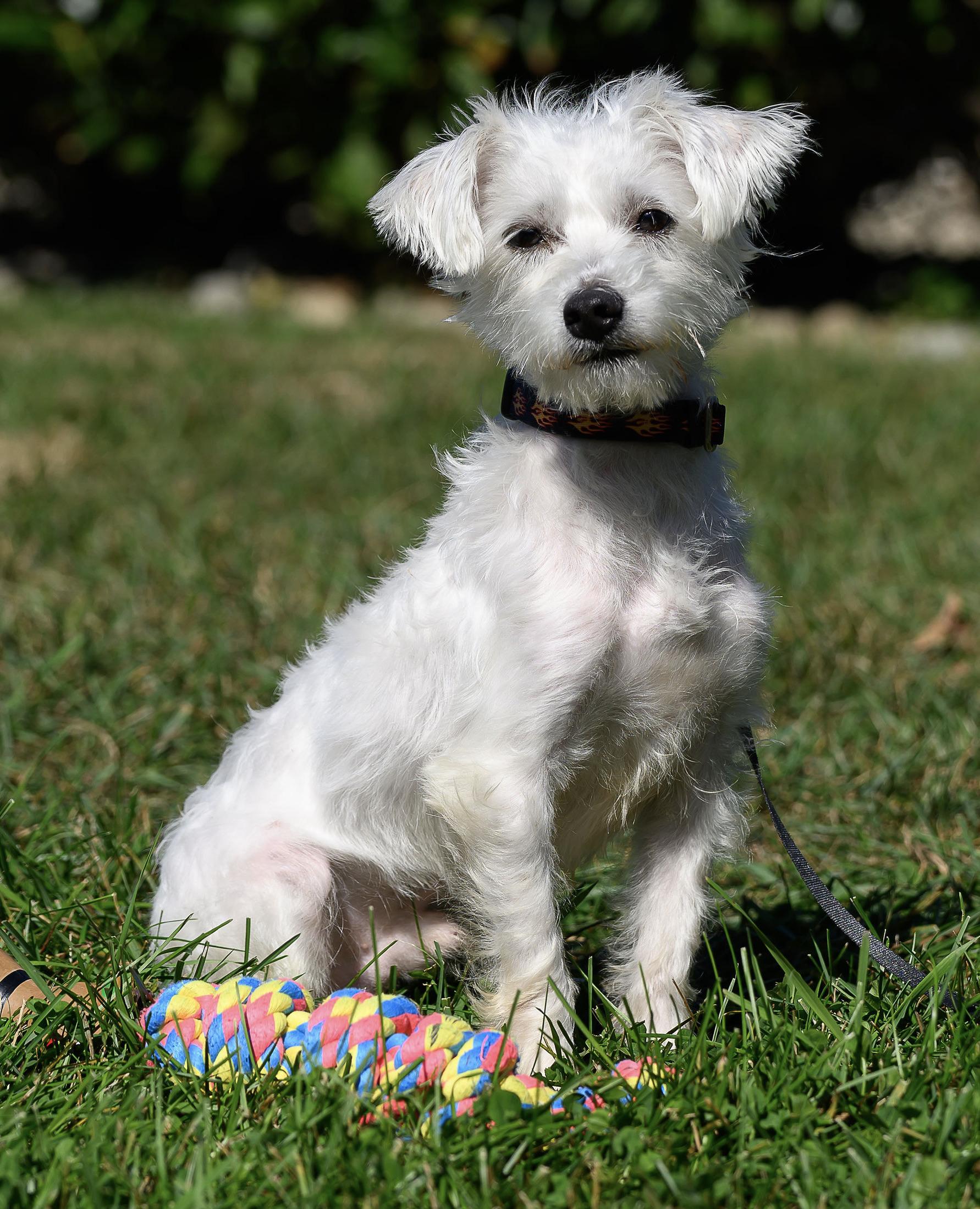 Marcus, Adopted, Young Male Terrier.