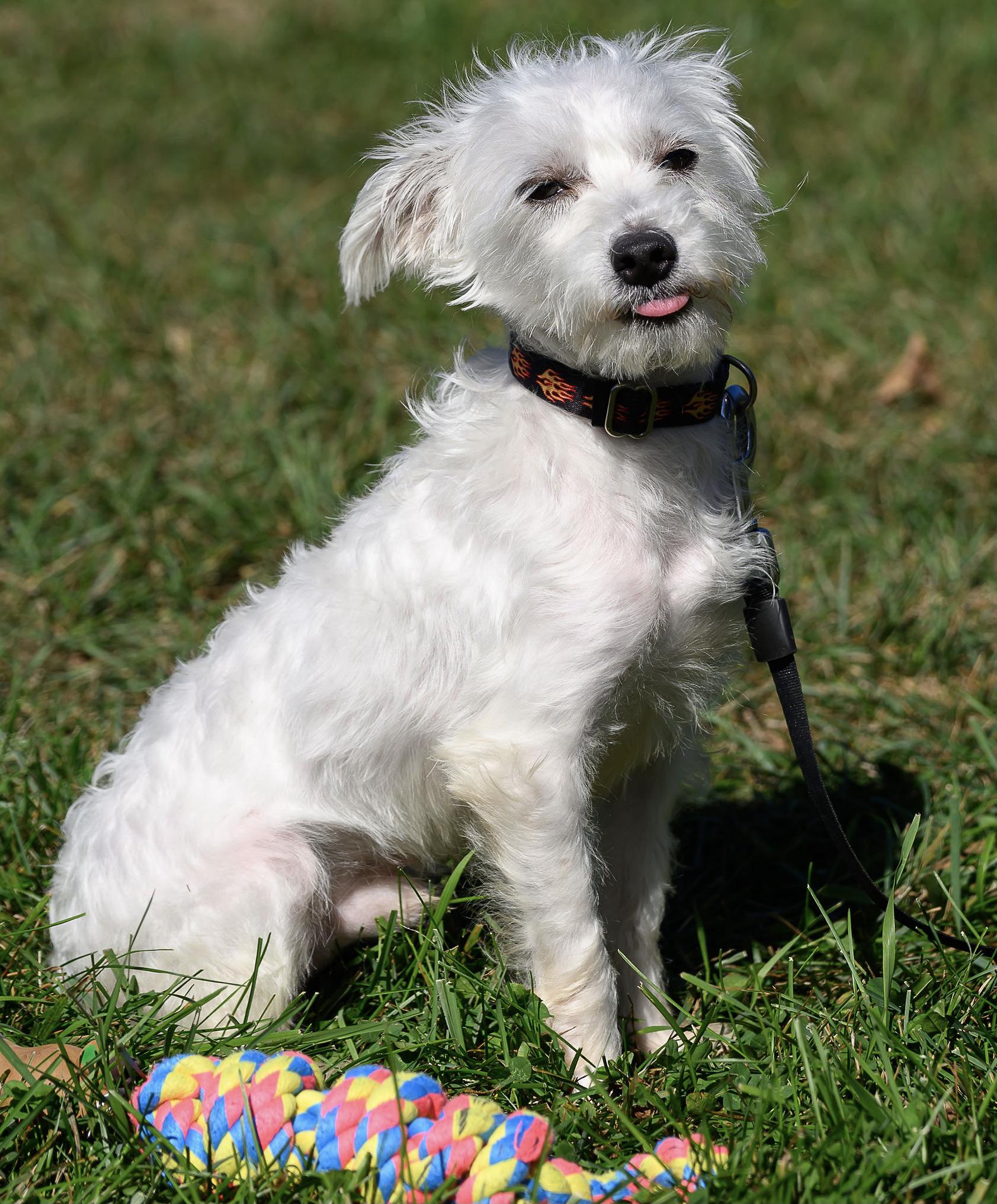 Enlarge Marcus, a Adopted Terrier in Montclair, NJ image 2/4
