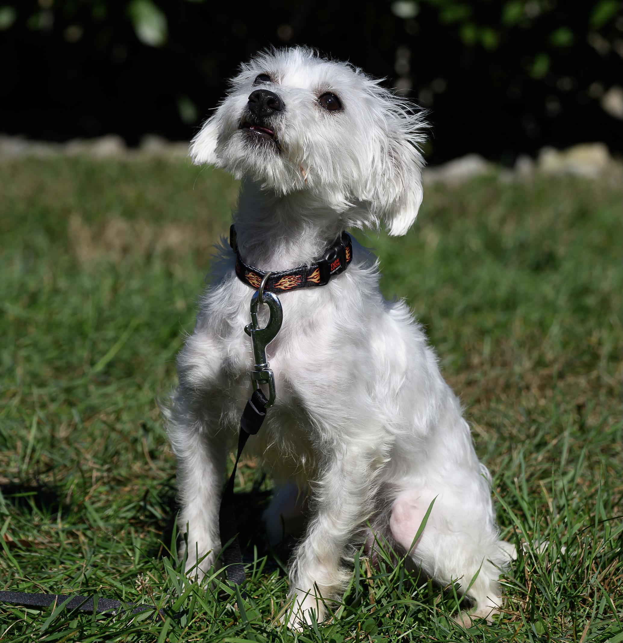 Enlarge Marcus, a Adopted Terrier in Montclair, NJ image 3/4