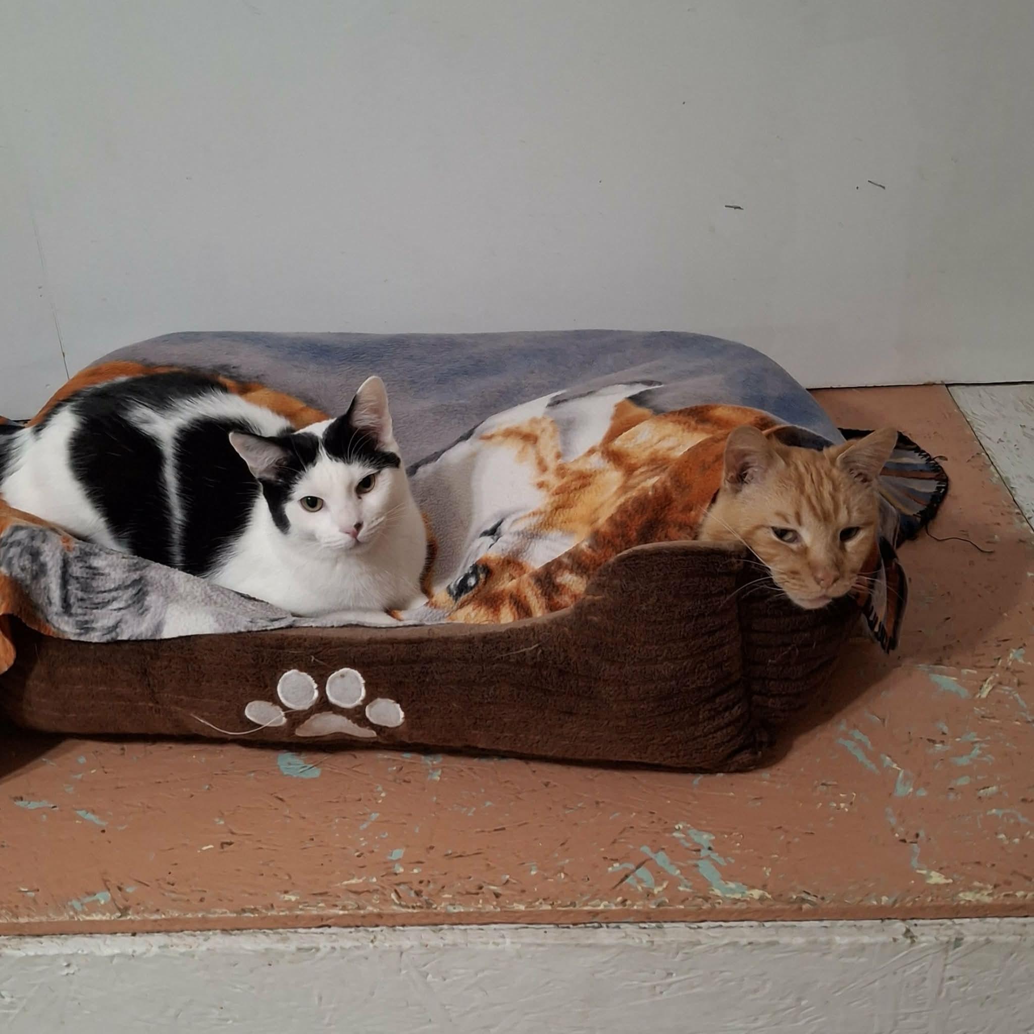 Arthur (Artie) — thumbnail 4